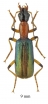 Calleida sp. South Africa Rep. 9mm - INSECTS-STORE.RU