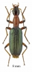 Calleida sp. South Africa Rep. 8mm - INSECTS-STORE.RU