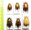 Rutelinae sp.  Malaysia - INSECTS-STORE.RU