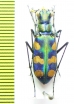 Calochroa octonotata  Nepal - INSECTS-STORE.RU