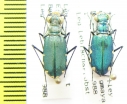Calomera chloris, pair  Nepal - INSECTS-STORE.RU