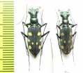 Thopeutica triangulomicans, pair  Indonesia, Sulawesi - INSECTS-STORE.RU