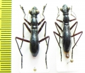 Tricondyla sp., pair  Indonesia, Papua - INSECTS-STORE.RU