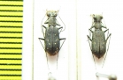 Cylindera sp.  Guinee - INSECTS-STORE.RU