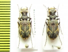 Neocicindela tuberculata, pair  New Zealand - INSECTS-STORE.RU