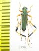 Cerambycidae sp.  South Africa Rep. - INSECTS-STORE.RU