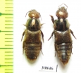 Staphylinidae sp., pair  Peru (myrmecophilous)   - INSECTS-STORE.RU