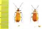 Schizotus pectinicornis, pair  Russia, Tver reg. - INSECTS-STORE.RU