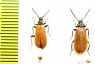 Schizotus fuscicollis, pair  Russia, Sakhalin isl. - INSECTS-STORE.RU