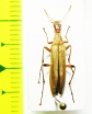 Cephaloon pallens  Russia, Far East - INSECTS-STORE.RU
