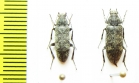 Stenotrachelidae, Scotodes annulatus, pair  Russia, Far East - INSECTS-STORE.RU