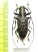 Pelargoderus alcanor  Philippines - INSECTS-STORE.RU