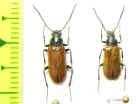 Omophlus pilicollis  Uzbekistan - INSECTS-STORE.RU