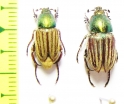 Glaphyrus viridicollis, pair  Tunis - INSECTS-STORE.RU
