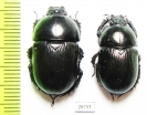 Geotrupes impressus  Kazakhstan - INSECTS-STORE.RU