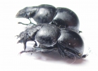 Lethrus bajsuntavicus, pair  Uzbekistan - INSECTS-STORE.RU