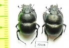 Lethrus bituberculatus impressifrons, pair  Kazakhstan - INSECTS-STORE.RU