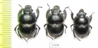 Lethrus bituberculatus impressifrons  Kazakhstan - INSECTS-STORE.RU