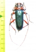 Stenaspis verticalis insignis  USA - INSECTS-STORE.RU