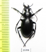 Carabus (Cyclocarabus) zarudnyi  Uzbekistan - INSECTS-STORE.RU
