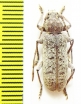 Trichoferus holosericeus  Spain - INSECTS-STORE.RU