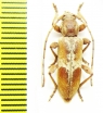 Trichoferus pallidus  France - INSECTS-STORE.RU