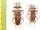 Trichoferus sp.  Korea - INSECTS-STORE.RU