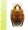 Callistethus picturatus  Philippines - INSECTS-STORE.RU
