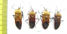 Hemiptera sp.  Tanzania - INSECTS-STORE.RU