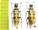 Hycleus quatuordecimpunctatus  Kazakhstan - INSECTS-STORE.RU
