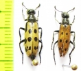 Hycleus quatuordecimpunctatus  Kazakhstan - INSECTS-STORE.RU