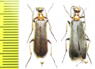 Lydomorphus bisignatus, pair  Namibia - INSECTS-STORE.RU