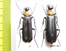 Lydomorphus thoracicus, pair  Namibia - INSECTS-STORE.RU