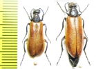 Lydus europaeus, pair  Greece - INSECTS-STORE.RU