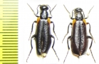 Lydus humeralis, pair  Israel - INSECTS-STORE.RU