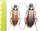 Lydus marginatus, pair  Morocco - INSECTS-STORE.RU