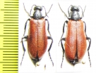 Lydus sanguinipennis, pair  Morocco - INSECTS-STORE.RU