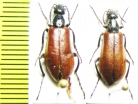 Lydus unicolor, pair  Armenia - INSECTS-STORE.RU