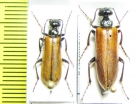 Lytta clematidis, pair  Kazakhstan - INSECTS-STORE.RU