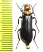 Lytta vulnerata  USA - INSECTS-STORE.RU