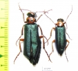 Muzimes collaris, pair  Russia, Volgograd reg. - INSECTS-STORE.RU