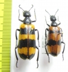 Mylabris cincta  Armenia - INSECTS-STORE.RU