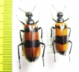 Mylabris schrenkii  Tajikistan - INSECTS-STORE.RU