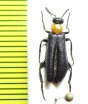 Oenas laevicollis  Israel - INSECTS-STORE.RU