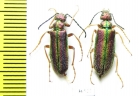 Teratolytta kaszsbi, pair  Uzbekistan - INSECTS-STORE.RU