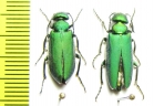 Teratolytta optabilis, pair  Georgia - INSECTS-STORE.RU
