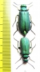 Teratolytta optabilis, pair  Georgia - INSECTS-STORE.RU