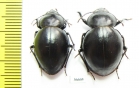 Tenebrionidae sp.  Zambia - INSECTS-STORE.RU