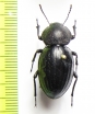 Tenebrionidae sp.  Mozambique - INSECTS-STORE.RU