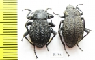 Tenebrionidae sp.  Angola - INSECTS-STORE.RU